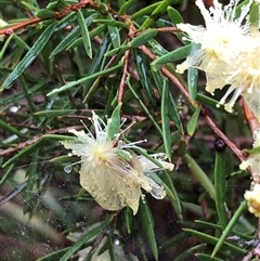 Melaleuca nodosa at Kungala, NSW - 27 Sep 2024 by donnanchris