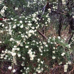 Melaleuca nodosa at Kungala, NSW - 28 Sep 2024 08:36 AM