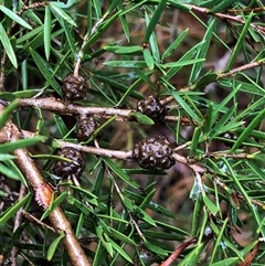 Melaleuca nodosa at Kungala, NSW - 28 Sep 2024 08:36 AM