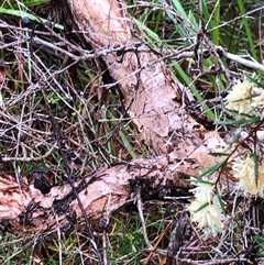Melaleuca nodosa at Kungala, NSW - 28 Sep 2024 08:36 AM