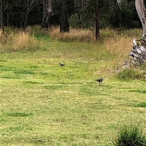 Leucosarcia melanoleuca at Kungala, NSW - 25 Sep 2024