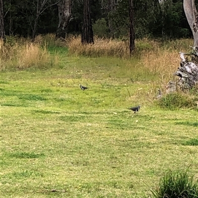 Leucosarcia melanoleuca (Wonga Pigeon) at Kungala, NSW - 25 Sep 2024 by donnanchris