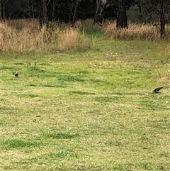 Leucosarcia melanoleuca at Kungala, NSW - 25 Sep 2024