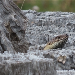 Egernia cunninghami (Cunningham's Skink) at Symonston, ACT - 28 Sep 2024 by SandraH