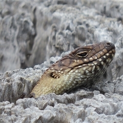 Egernia cunninghami at Symonston, ACT - 28 Sep 2024