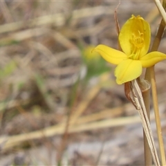 Bulbine bulbosa (Golden Lily, Bulbine Lily) at Symonston, ACT - 28 Sep 2024 by SandraH