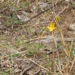 Bulbine bulbosa at Symonston, ACT - 28 Sep 2024 11:42 AM