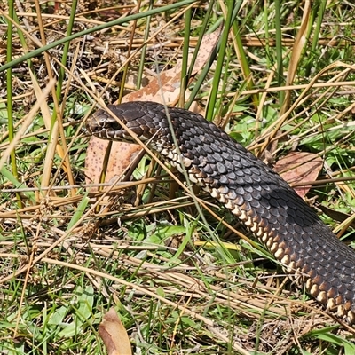 Austrelaps ramsayi (Highlands Copperhead) at Captains Flat, NSW - 28 Sep 2024 by Csteele4