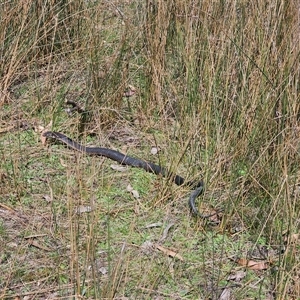 Austrelaps ramsayi at Captains Flat, NSW - 28 Sep 2024