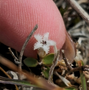 Styphelia nesophila at Captains Flat, NSW - 28 Sep 2024