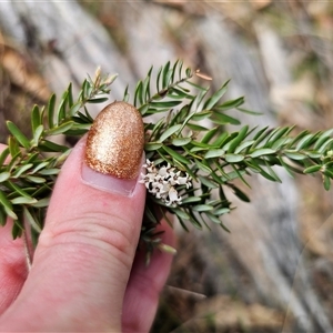 Acrothamnus hookeri at Captains Flat, NSW - 28 Sep 2024 12:34 PM