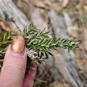 Acrothamnus hookeri at Captains Flat, NSW - 28 Sep 2024 12:34 PM