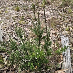 Acrothamnus hookeri at Captains Flat, NSW - 28 Sep 2024 12:34 PM