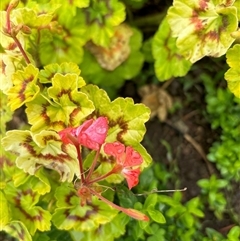 Geranium sp. at Mortons Creek, NSW - 28 Sep 2024 by Butlinz