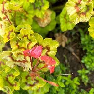 Unidentified Plant at Mortons Creek, NSW by Butlinz