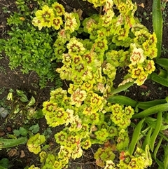 Geranium (genus) at suppressed - suppressed