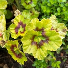 Geranium (genus) at Mortons Creek, NSW - suppressed