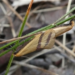 Coeranica isabella (A Concealer moth (Wingia group)) at Deakin, ACT - 28 Sep 2024 by HarveyPerkins