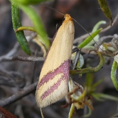 Coeranica isabella (A Concealer moth) at Deakin, ACT - 27 Sep 2024 by HarveyPerkins