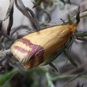 Coeranica isabella at Deakin, ACT - 28 Sep 2024