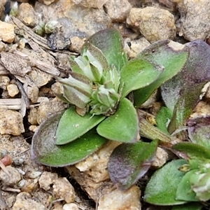 Polycarpon tetraphyllum at Goulburn, NSW - 28 Sep 2024 01:42 PM