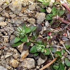 Polycarpon tetraphyllum at Goulburn, NSW - 28 Sep 2024