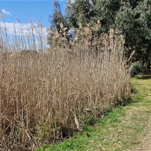 Phragmites australis at Goulburn, NSW - 28 Sep 2024 01:23 PM