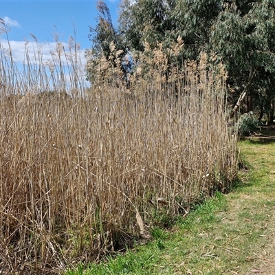 Phragmites australis (Common Reed) at Goulburn, NSW - 28 Sep 2024 by trevorpreston