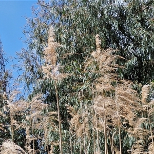 Phragmites australis at Goulburn, NSW - 28 Sep 2024