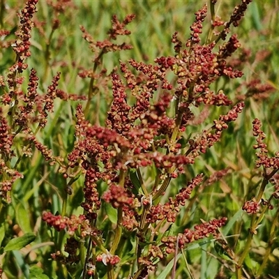 Rumex acetosella (Sheep Sorrel) at Goulburn, NSW - 28 Sep 2024 by trevorpreston