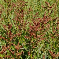 Rumex acetosella at Goulburn, NSW - 28 Sep 2024