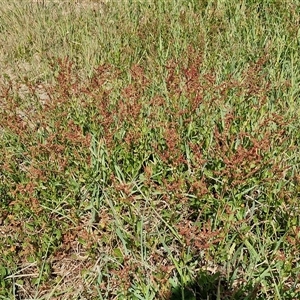 Rumex acetosella at Goulburn, NSW - 28 Sep 2024 01:21 PM