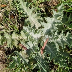 Onopordum acanthium (Scotch Thistle) at Goulburn, NSW - 28 Sep 2024 by trevorpreston