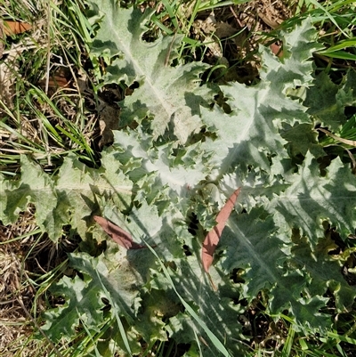 Onopordum acanthium (Scotch Thistle) at Goulburn, NSW - 28 Sep 2024 by trevorpreston