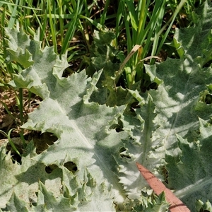 Onopordum acanthium at Goulburn, NSW - 28 Sep 2024