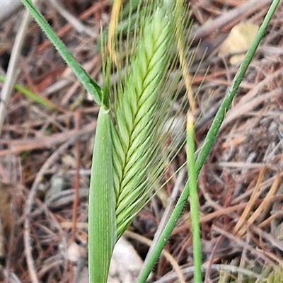 Hordeum (genus) (A Barley Grass) at Goulburn, NSW - 28 Sep 2024 by trevorpreston