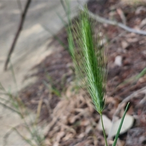 Hordeum sp. at Goulburn, NSW - 28 Sep 2024