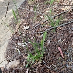 Hordeum sp. at Goulburn, NSW - 28 Sep 2024