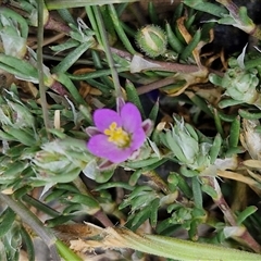 Spergularia rubra (Sandspurrey) at Goulburn, NSW - 28 Sep 2024 by trevorpreston