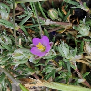 Spergularia rubra at Goulburn, NSW - 28 Sep 2024