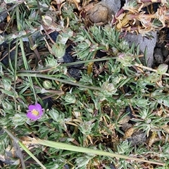 Spergularia rubra at Goulburn, NSW - 28 Sep 2024