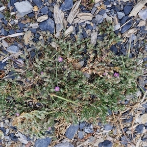 Spergularia rubra at Goulburn, NSW - 28 Sep 2024