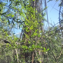 Eucalyptus elata at Bermagui, NSW - 28 Sep 2024