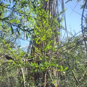 Eucalyptus elata at Bermagui, NSW - 28 Sep 2024