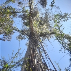 Eucalyptus elata at Bermagui, NSW - 28 Sep 2024