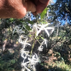 Clematis glycinoides at Bermagui, NSW - 28 Sep 2024 02:11 PM