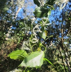 Clematis glycinoides at Bermagui, NSW - 28 Sep 2024 02:11 PM