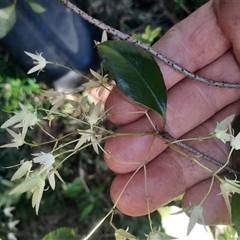 Aphanopetalum resinosum (Gum Vine) at Bermagui, NSW - 28 Sep 2024 by TheCrossingLand