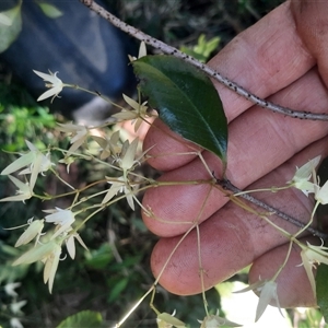 Aphanopetalum resinosum at Bermagui, NSW - 28 Sep 2024