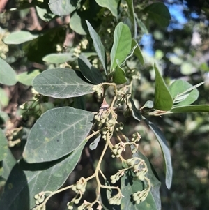 Pomaderris cinerea at Bermagui, NSW - 28 Sep 2024